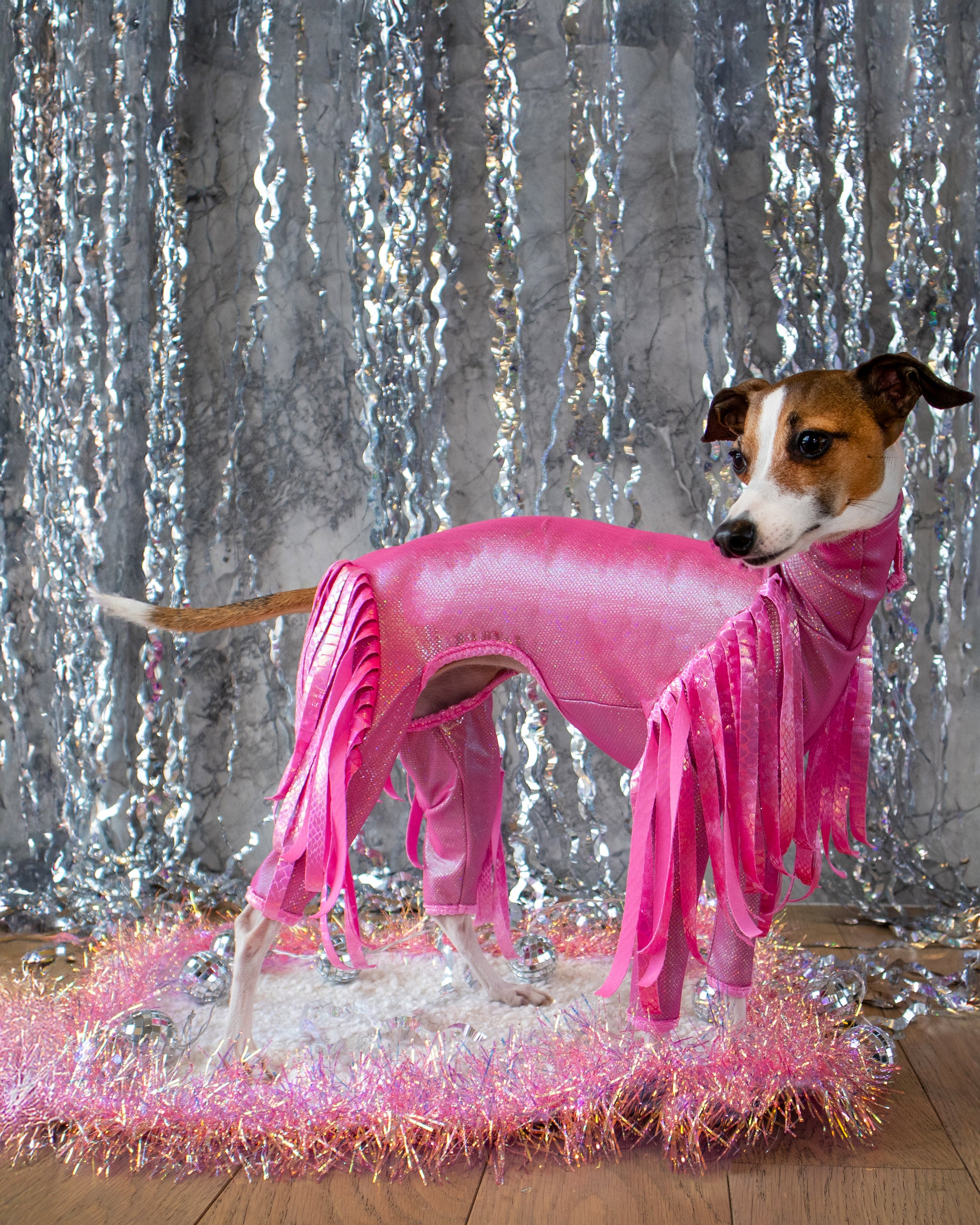 Tiktok Salsa Dancing Dog Golden Retriever Salsa Dancing Dog Golden